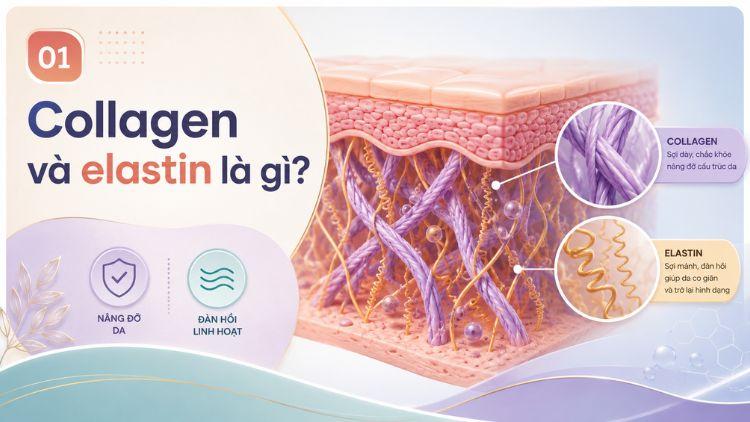 Cấu trúc collagen và elastin trong lớp trung bì da