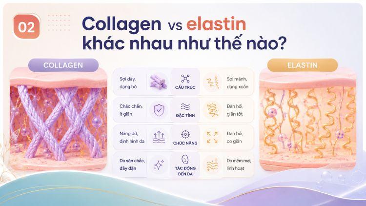 So sánh chức năng collagen và elastin đối với da