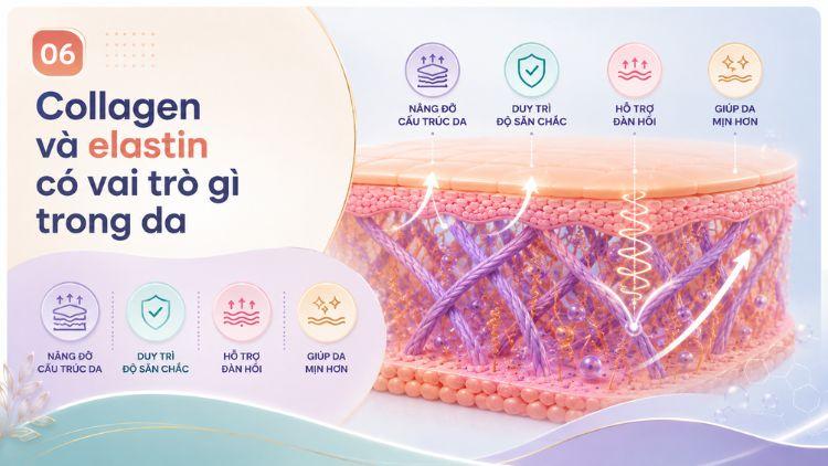 collagen và elastin có vai trò gì trong da