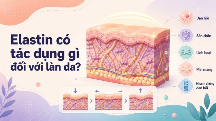 Độ đàn hồi giúp làn da có thể săn chắc và căng mịn