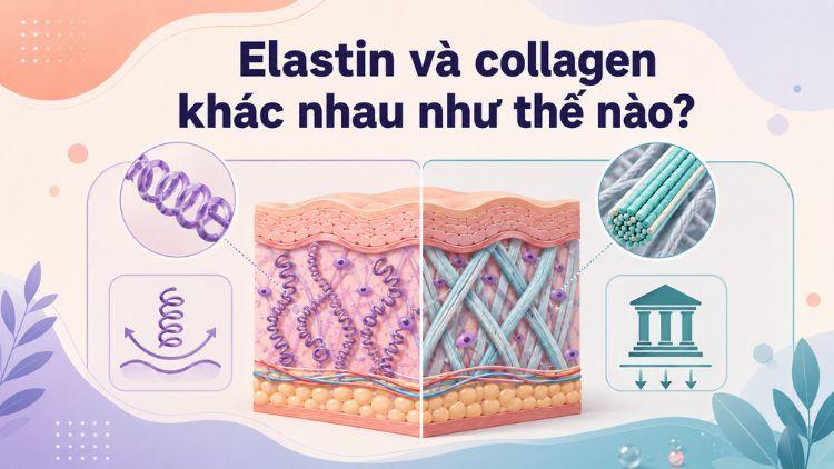 So sánh vai trò giữa collagen và sợi đàn hồi